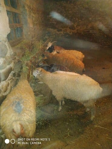 продажа животных в баку: Gəncədə quzu toglu toya nişana qurbanlıq üçün hər cür heyvanlarımiz — 2