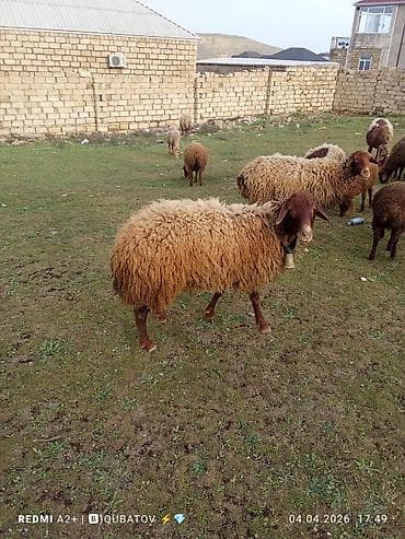 dovşan haqqında məlumat: Erkey toğulu satılır istəyən olsa yazsın video sun atım baxın real — 1