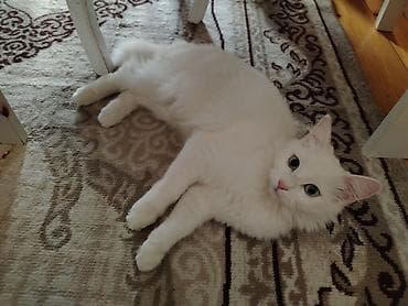 Türk anqora, Yaxşı əllərə