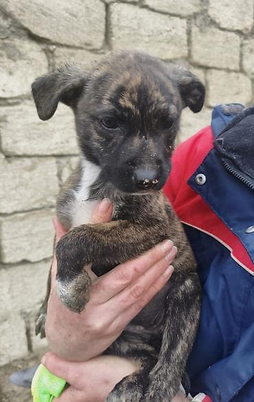 lalafo ev heyvanlari: 1 ay, Pulsuz çatdırılma — 7