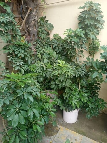 куплю комнатные растения: Şefler ve her cür ev güllərin satışı mövcudu isdediyiniz gülün — 1