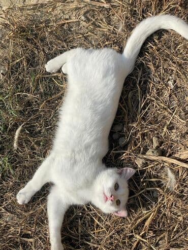 купить тайского котенка: Türk anqora — 2