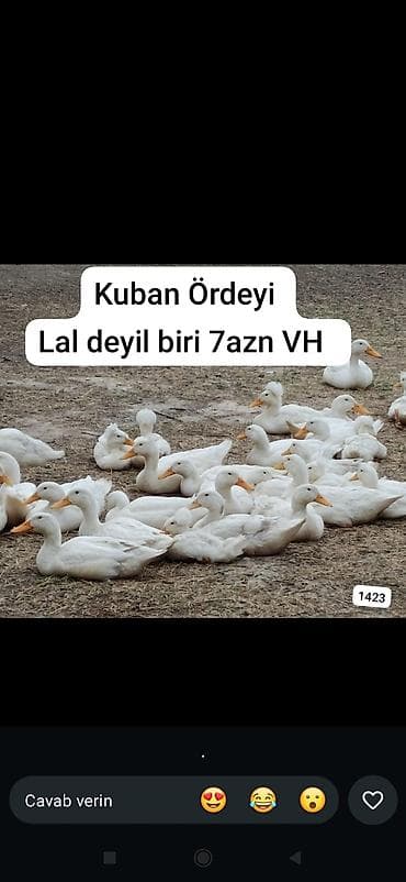 mandarin ördek: Kuban ördəyi – ət və yumurta istehsalı üçün əlverişli ağ rəngli, iri — 1