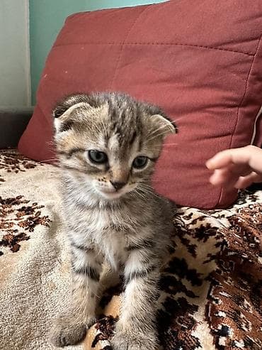 pişiy adları: Şotland yastı qulaq, Yaxşı əllərə — 5