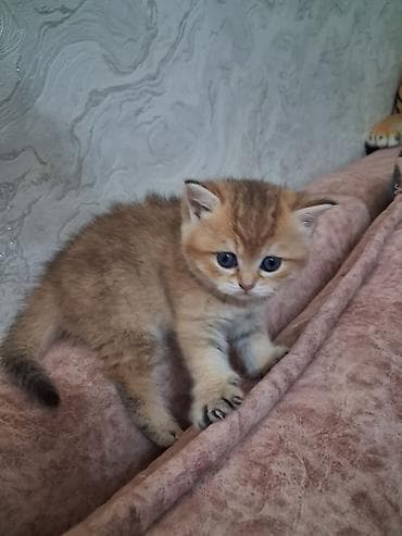 ev pişiy: Yaxşı əllərə — 9