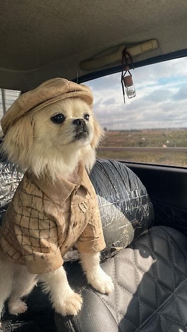 Pekines, 11 ay, Dişi, Peyvəndli, Ödənişli çatdırılma — 4