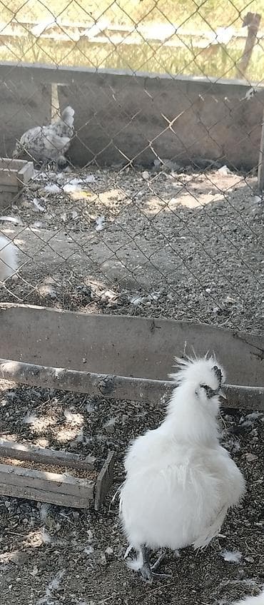 Toyuq, Damazlıq