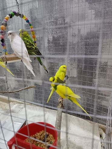 кольчатый попугай цена: 1 ədəd - 20 manat Sevgi və qayğı göstərə biləcək insanlara dalğalı — 8