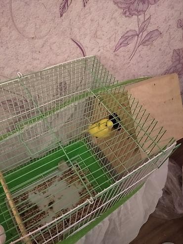 Gəmiricilər: 5 eded tutuquşu ve 3yumurta iki qefes ve yuva satilir. cemi 100manat — 1