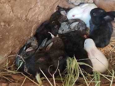kreditle it satisi: - Növ: dovşan balaları - Rənglər: 2 ədəd ağ (qırmızı gözlü), 3 ədəd — 6