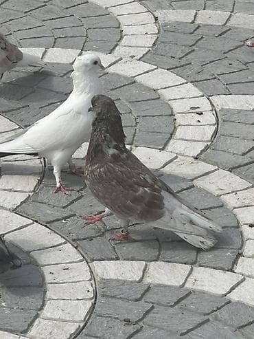 goyərclər: Damğalı göyərçinlər – dekorativ və uçuş üçün - Rənglər: ağ, qara-ağ — 9