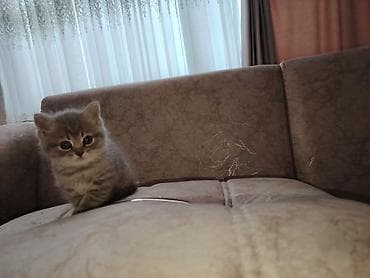 şotlant pişik: Britan — 3