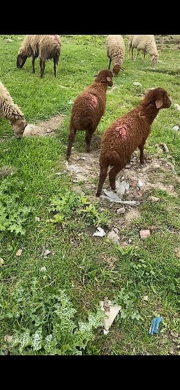 tap az xaski: Ekiz erkey quzular — 1