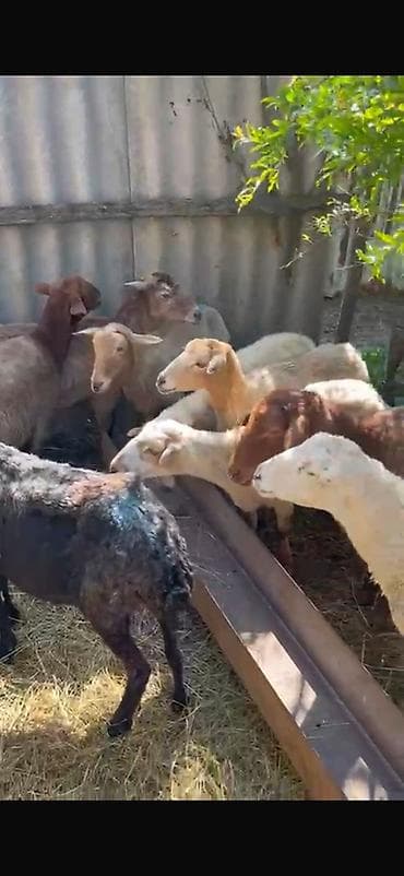 Mal-qara: Təcili satılır! 🐑 19 baş tam sağlam, cavan qoyun satılır. ✅ 18 ədəd — 3