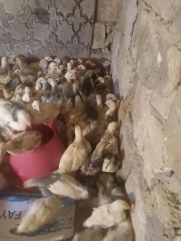 toyuq: Toyuq cücələri, Ətlik — 2