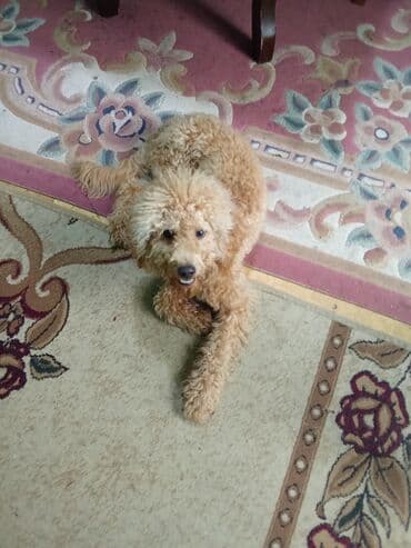 itlər satışı: Pudel, 1 ay, Erkek — 1