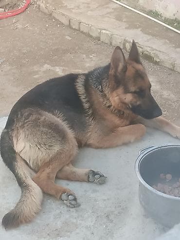 sort itler: Alman çoban iti — 2