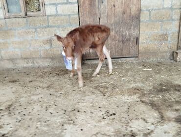 Qırmızı-qəhvəyi rəngdə dana - Növ: heyvandarlıq üçün dana - Rəng