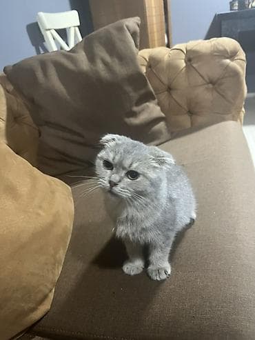 etibarli elere verilir: Şotland yastı qulaq, Yaxşı əllərə — 3