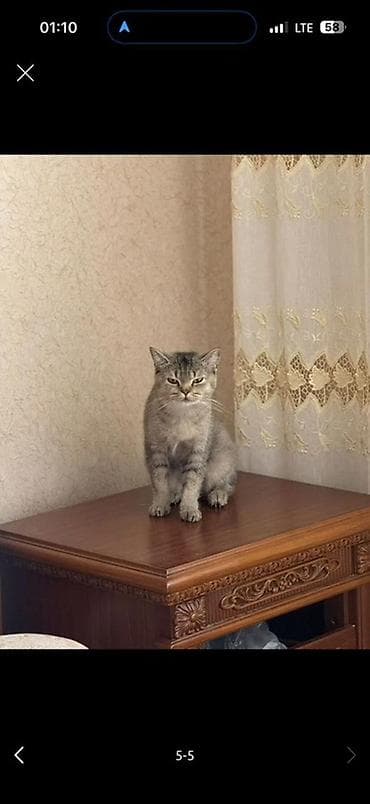 Pişiklər: Şinşilla, Dişi, Yaxşı əllərə, Ödənişli çatdırılma — 4