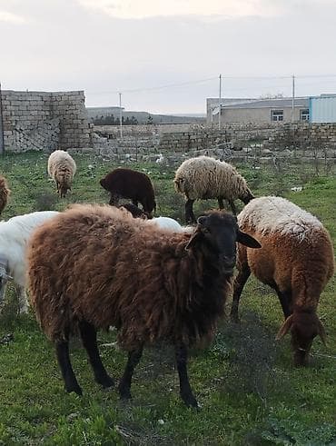 qoyunlar satilir: Məhsul: Qoç satılır qumral Qala qoçu qəşəng çəkisi var Təsvir: - — 2