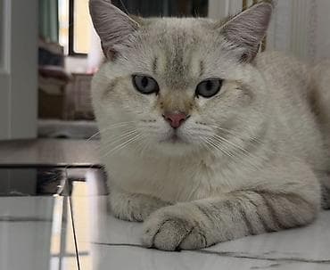 pisik sinsila: Yaxşı əllərə — 3