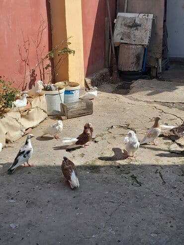 göyercin yuvası: Göyərçinlər Təsvir: - Fotolarda müxtəlif rəng kombinasiyalı bəzəkli — 6