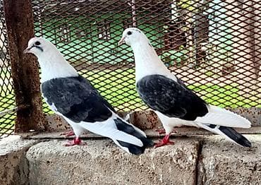 cucə balası: Maşallah cepler aatilir ikisi 40 AZN qiymətə görə heç kəs üz vurmasın — 2