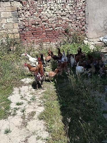 hinduşka yumurtası satışı: Toyuq, Damazlıq, Ünvandan götürmə — 1