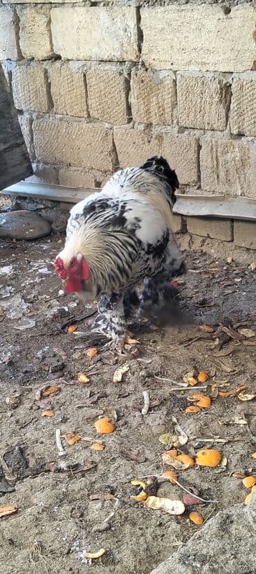 serebrist cuce satisi: Iki ilin Brama xoruzu təmiz cinsi di qatışqı yoxdu endirim olacaq bir — 6