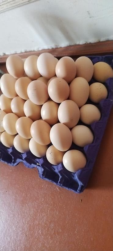 cucə satişi: Bütün quş növlərine ait yumurtalar inkubasiya olunur. Ve Cücə satışı — 6