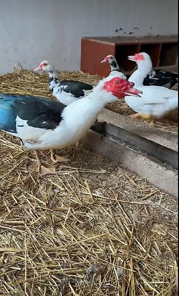 macar ördek: Salam lal ördek yumutası tam mayalı ataları biri Temiz qan lavanda — 5