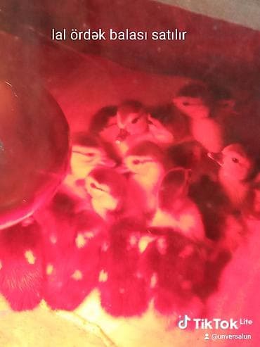 0303,2026 maskoviski lal ördək balası satılır ünvan lənkarandı — 1