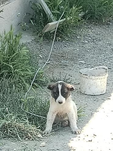 volkodav itleri: Qurdbasar, 1 ay, Erkek — 1