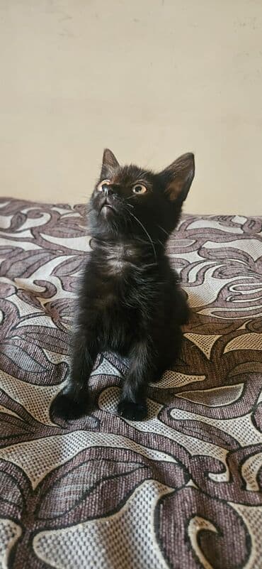 pulsuz pişik balaları 2022: Dişi, Yaxşı əllərə — 15