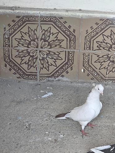 goyərclər: Ortal tel qirmizi quyruq zeri boyun erkeydi saglamdi — 1