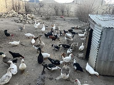 Salam şekilde gördyüvüz heyvanlardan toyuğlar qazlar birde ağ ördeyler lalafo.az -da Salam şekilde gördyüvüz heyvanlardan toyuğlar qazlar birde ağ ördeyler