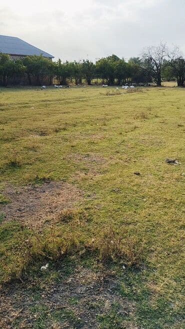 1 комнатная квартира снять: Kənd təsərrüfatı, Mülkiyyətçi, Texniki pasport — 1