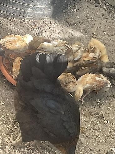 cuce yemi: Toyuq cücələri, Damazlıq — 3