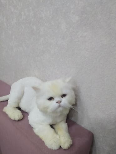 Fars, Erkək, Cütləşmə üçün