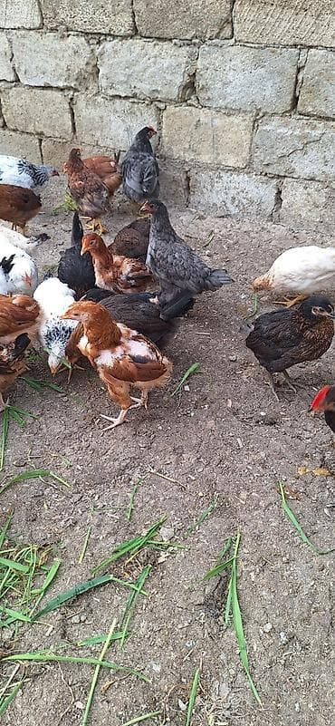 Куры: Kend çolpaları .Qiymet 6 manat 50 qepik — 5