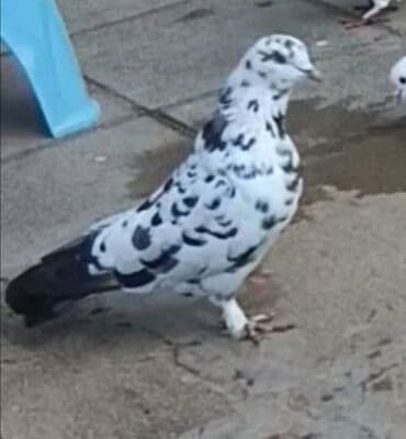 qirmizi bas goyercin: İkisi 12 quyruq. Qalanlari 16-17-18 quyruqlardi Əksəriyyəti tutulmadı — 6