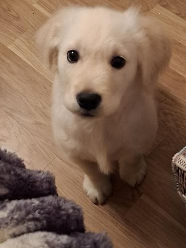 afcarka balalari satilir: Retriever, 3 ay, Erkek, Peyvəndli, Ödənişli çatdırılma — 4