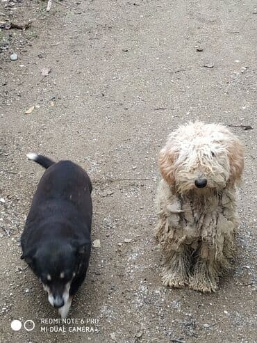 itler haski: İki it bir yerdə təqdim olunur. - İt 1: Açıq bej rəngli, uzun və — 1