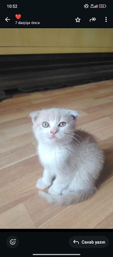 maykonq pişiyi: Şotland yastı qulaq — 2