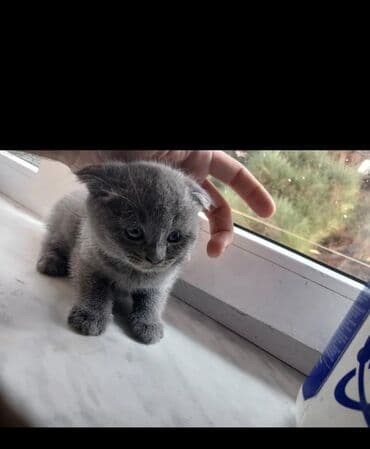 pişik sortları: Şotland yastı qulaq — 10