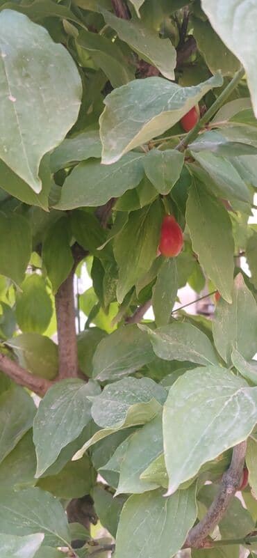 дешевые дачи в баку аренда: Gəncə, 610 kv. m, 6 otaqlı, Hovuzsuz, Kanalizasiya — 8