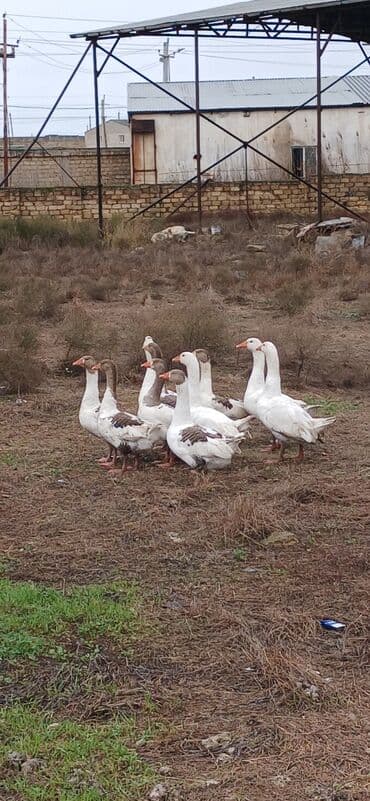 heyvan bazari inekler: Ümumi 10 ədəd qazdı mart ayında çıxıblar kom şəkildə satılır yaxşı — 4