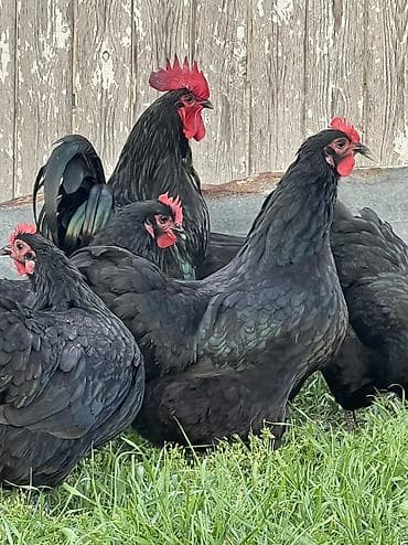 qus yuvası: Toyuq, Australorp, Damazlıq — 9