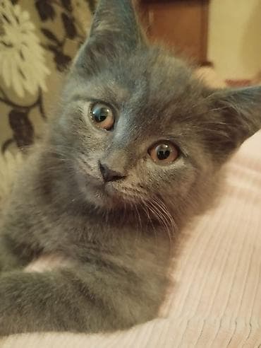 Heyvanlar: Şotland yastı qulaq — 7